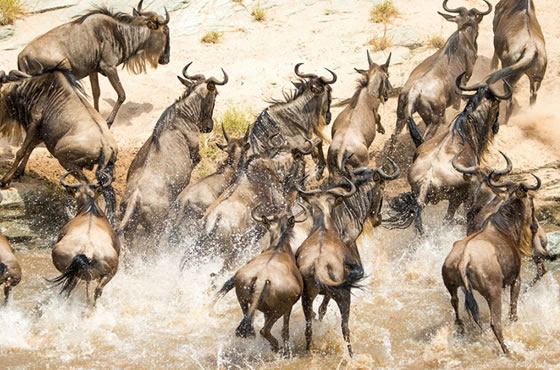 10 Days Kenya and Tanzania combined Safari